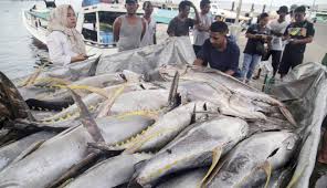 Uni Eropa Buka Akses Ekspor Produk Perikanan RI, Ikan Lele Laris