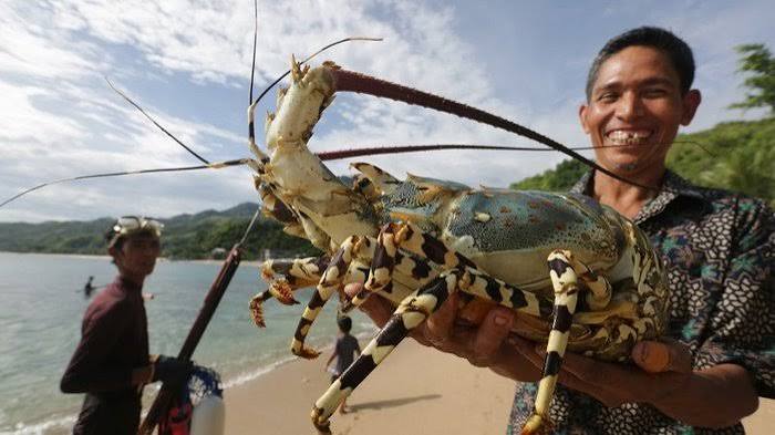 Dorong Nilai Tambah, Pemerintah Tutup Mati Ekspor Benih Lobster