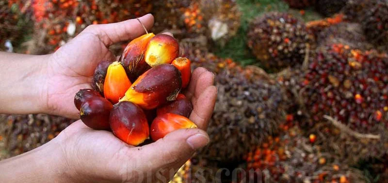 Sentimen Positif CPO, Efisiensi Operasional Jadi Kartu As Saham AALI?