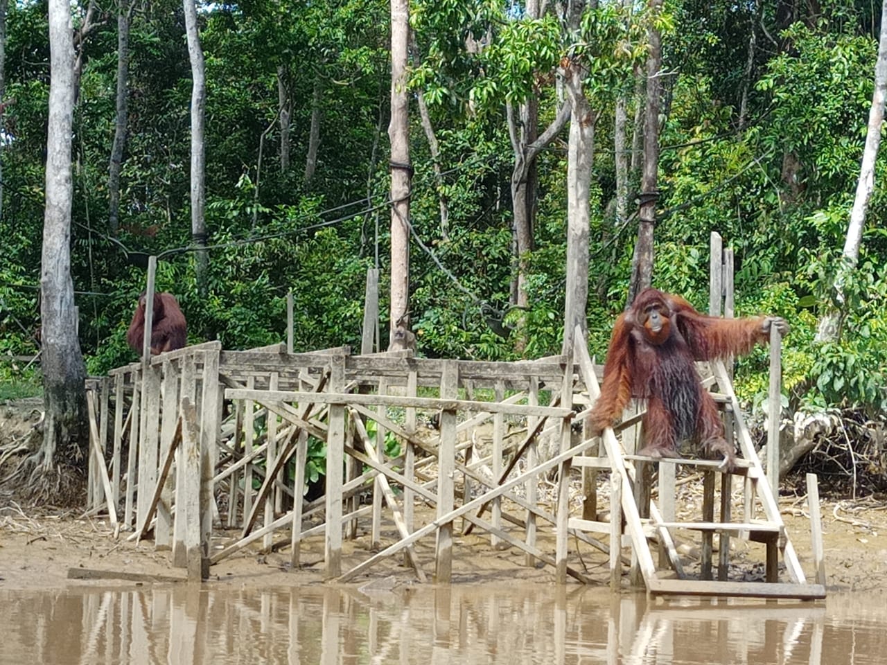 Dari Pulau Salat, SSMS Tunjukkan Kontribusi Jaga Lingkungan dan Pelepasliaran Orangutan