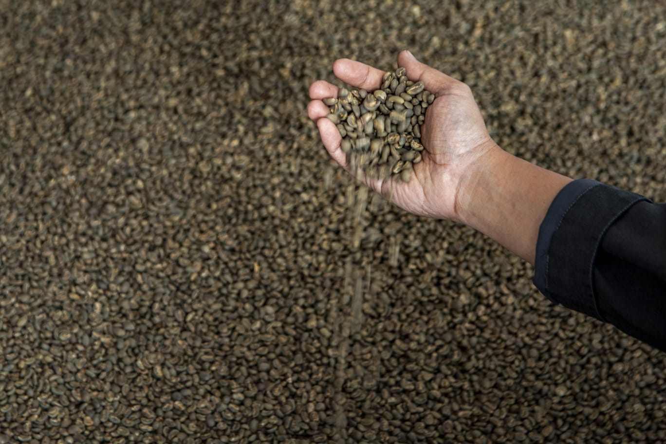 Kopi Asal Papua Ini, Jangkau Pasar Lebih Luas Berkat Pemberdayaan BRI KlasterkuHidupku