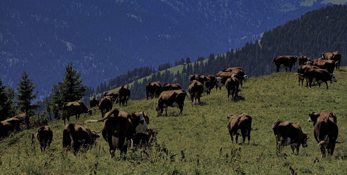 Maksimalkan MBG, BEEF Datangkan 250 Ekor Sapi Perah 