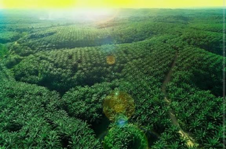 Cerah, Emiten Sawit (TLDN) Ungkap Laba Terkerek 34,54 Persen Pada 2025