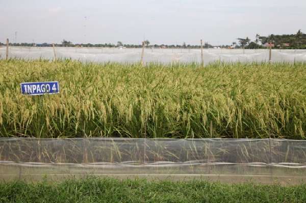 Hadapi Kemarau Lebih Awal, Petani Didorong Pakai Varietas Padi Adaptif