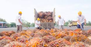 Ekspor CPO Naik Jadi USD4,69 Miliar, Topang Pertumbuhan Awal 2026