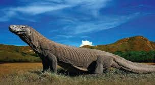 Polisi Bongkar Jaringan Internasional Penyelundup Komodo ke Thailand