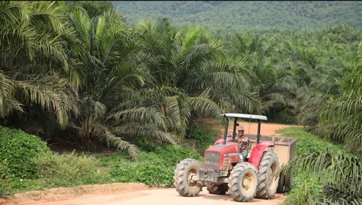 Divestasi Jumbo Saham SSMS, Putra Borneo Lepas Rp163,8 Miliar!