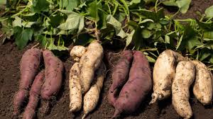 Bidik Peningkatan Ekspor, Kementrans Kembangkan Hilirisasi Ubi Jalar