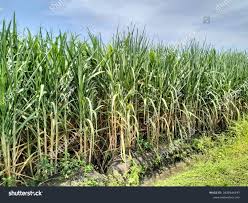 Target Kementan 2026, Produksi Gula Kristal Putih 3,04 Juta Ton