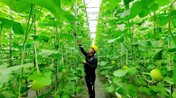 Tak Cuma Energi, Pertamina Manfaatkan Panas Bumi Untuk Perkebunan