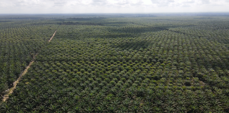 Pendapatan DSNG Kuartal I Melesat Meski Harga Jual CPO Turun 3 Persen