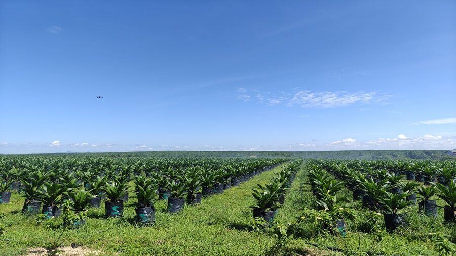 Jinakkan Biaya, AALI Kemas Laba Rp373,4 Miliar Kuartal I 2026 