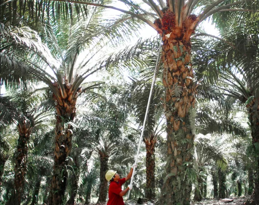 Bos Emiten Sawit yang Komisarisnya Jenderal Dudung Serok Saham Rp380M