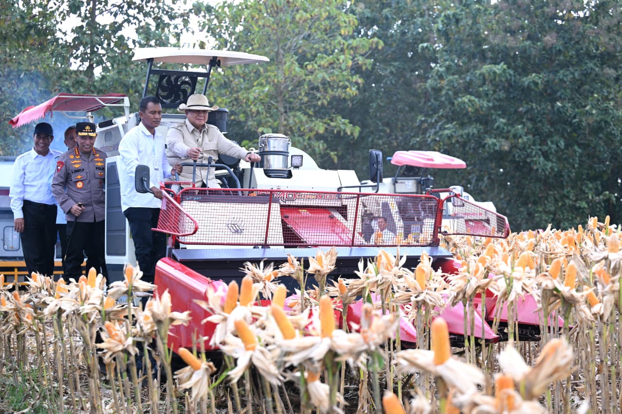 Surplus Jagung Tahun Ini Bisa Bikin Emiten Pakan Ternak Lega