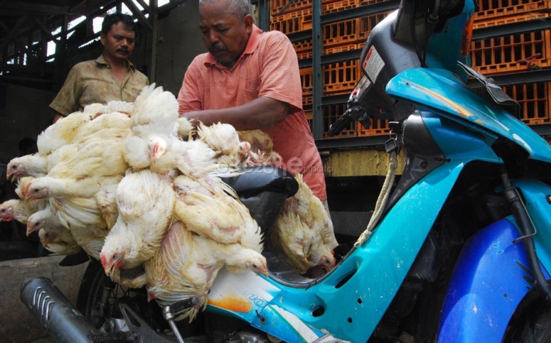 Jaga Usaha Peternak, Harga Ayam Hidup Disepakati Minimal Rp19.500/Kg