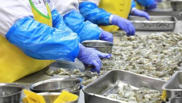 Gratis Layanan Sertifikasi Mutu Hasil Perikanan, Cek Penegasan KKP