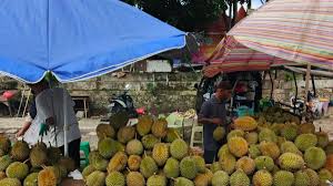 Festival Durian 2026, Nikmati Buah Khas Bangka Barat Rp300 Ribu per Kg