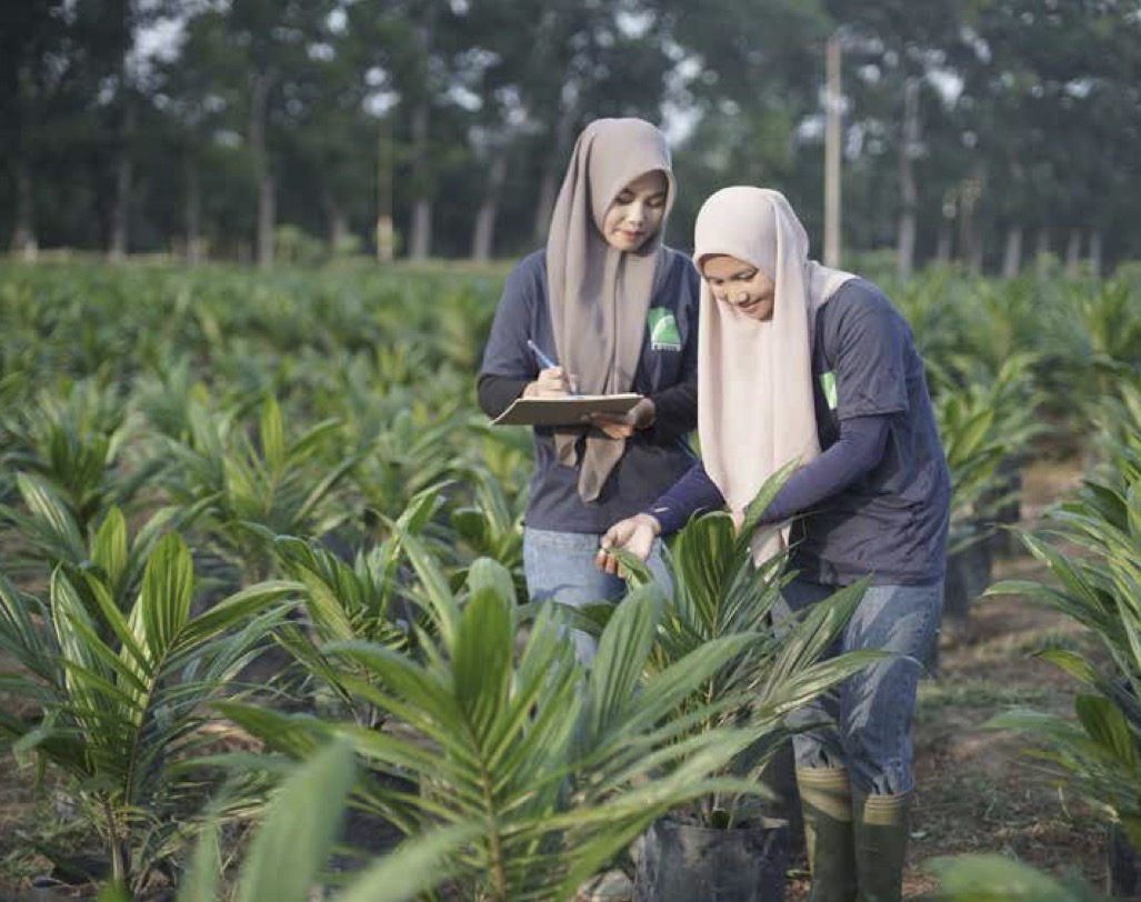 LSIP Cairkan Dividen 24 Juli, Yield 6,17 Persen