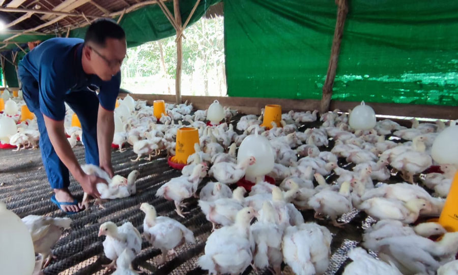Pemerintah Dorong SPPG Serap Unggas Langsung dari Peternak