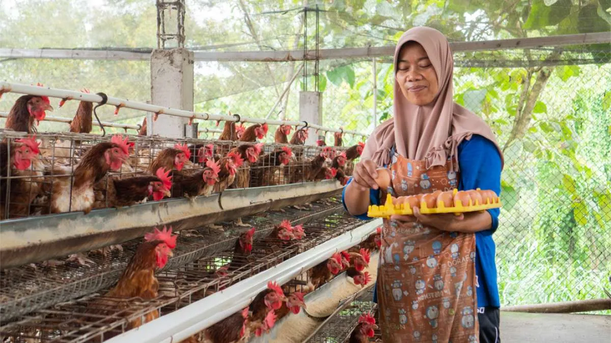 Janu Putra Sejahtera (AYAM) Sudah Gunakan Rp75,71 Miliar Hasil IPO