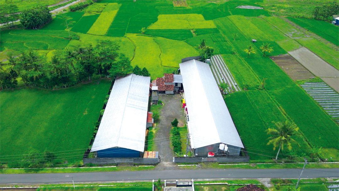 Emiten Unggas (AYAM) Transaksi Aset, Nilai Capai Rp70 Miliar
