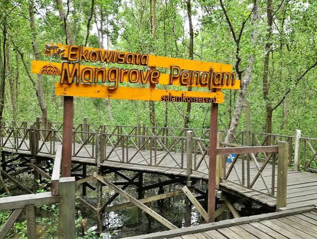 Jadi Percontohan Rehabilitasi Mangrove, Begini Sambutan Otorita IKN