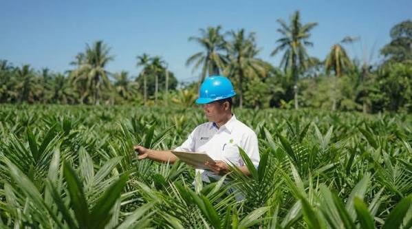 Meningkat Target Kemitraan Sawit Rakyat PalmCo, Jadi 64.176 Hektare