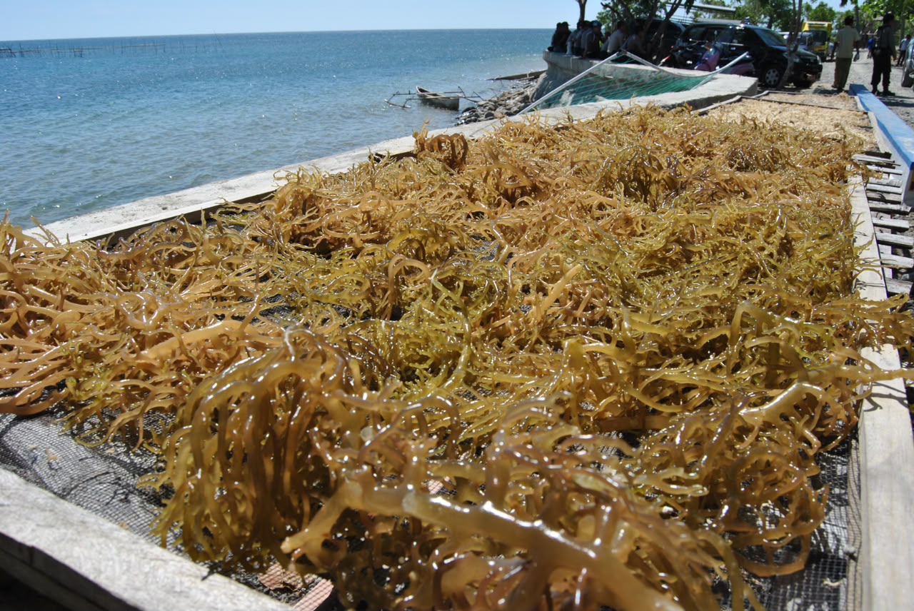 Rumput Laut RI Bebas Tarif AS, Negara Pesaing Kena 12,5%