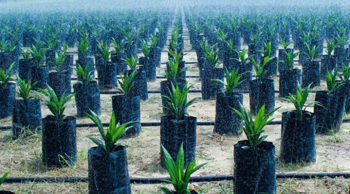 Tuntaskan MTO, AEP Nusantara Holdings Kuasai 99,48 Persen PNGO