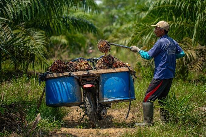 B50 Bisa Gerus Ekspor Sawit Nasional, Gapki Ungkap ada Masalah Serius