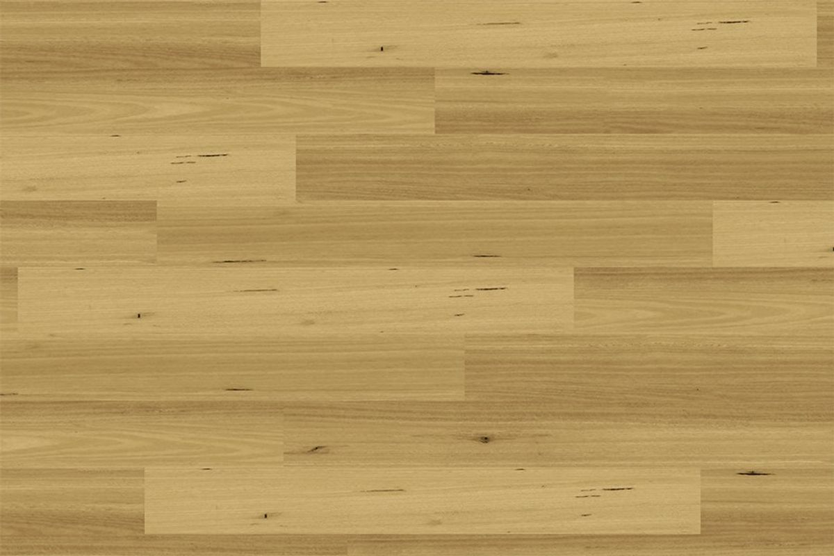 Apollo 1500 Blackbutt