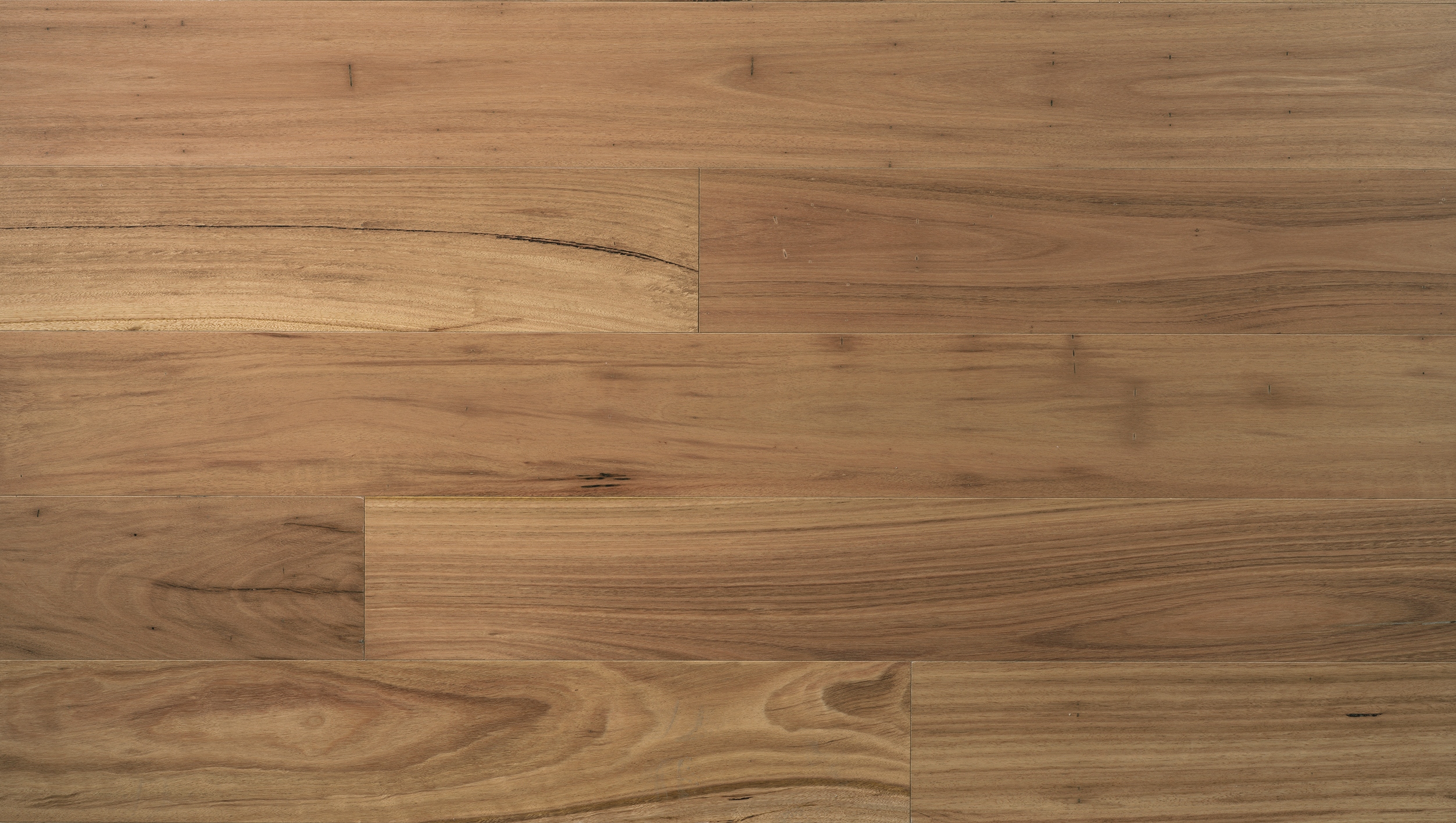 Australian Species Blackbutt