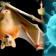 सरकारले भन्यो निपाह भाइरसबाट सचेत र सजग रहनुस्