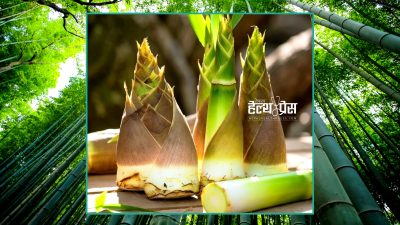 बाँसको तामा ‘सुपरफुड’ बन्न सक्ने वैज्ञानिक पुष्टि: सुगर र कोलेस्ट्रोल&hellip;