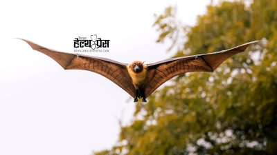निपाह भाइरस दुर्लभ तर अत्यन्त गम्भीर, हाल प्रकोप पश्चिम बङ्गाल&hellip;
