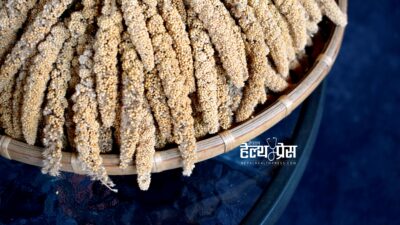 एम्सको नयाँ अध्ययन: भिटामिन र आइरनको कमी हटाउन ‘कोदो’ र&hellip;