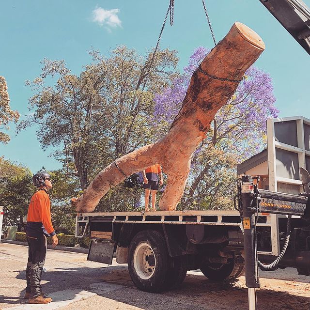 Tree Trimming Eastern Suburbs