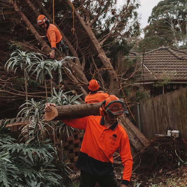 stump grinding st george