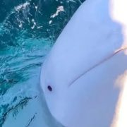 रुसका लागि जासुस गरेको आरोप लागेको ह्वेल नर्वेको तटमा मृत भेटियो