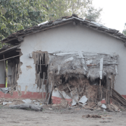 कञ्चनपुरमा २४ वटा जङ्गली हात्तीले आतंक मच्चायो