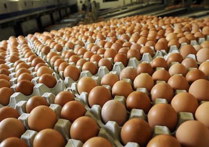 अण्डाको मूल्य हालसम्मकै उच्च
