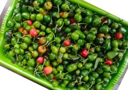 अकबरे खुर्सानीको मुल्य प्रतिकिलो ९ सय पुग्यो