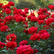 ‘भ्यालेन्टाइन्स डे’ मा ७ करोड रुपैयाँको गुलाफ कारोबार