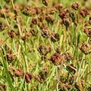 ७ महिनामा ४३ करोडको कोदो आयात, गत वर्षभन्दा करिब ९ करोडले घट्यो