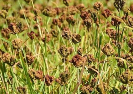 ७ महिनामा ४३ करोडको कोदो आयात, गत वर्षभन्दा करिब ९&hellip;