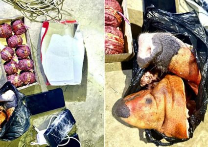 सुतली बम र सुँगुरको टाउकोसहित वीरगञ्जबाट ३ जना पक्राउ